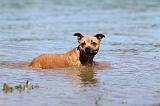 STAFFIE 188